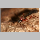 Perithous cf scurra - Schlupfwespe 11c 12mm-fdet03.jpg